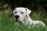 DOGUE ARGENTIN 453